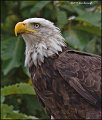 _1SB7973 bald eagle profile
